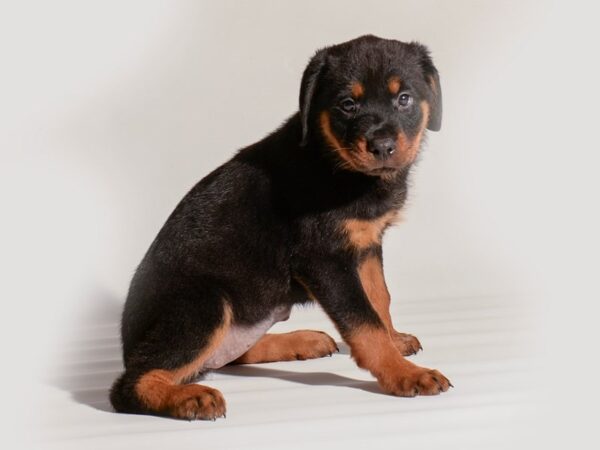 Rottweiler Dog Female Black / Tan 20294 Petland Topeka, Kansas