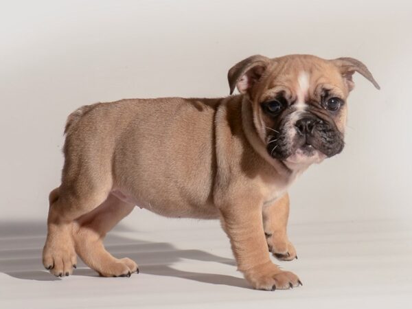 [#20292] Fawn Female Bulldog Puppies For Sale