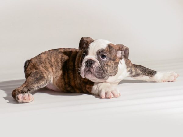 [#20290] Brindle and White Male English Bulldog Puppies For Sale
