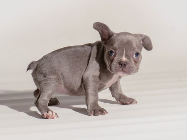 French Bulldog-Dog-Female-Lilac-20289-Petland Topeka, Kansas