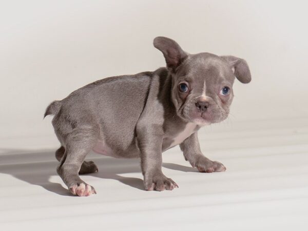 French Bulldog Dog Female Lilac 20289 Petland Topeka, Kansas