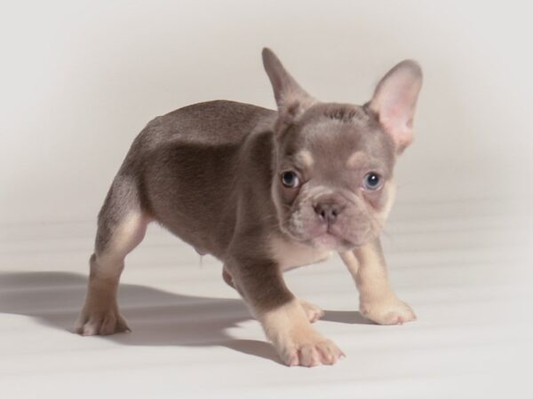 [#20288] Lilac and Tan Male French Bulldog Puppies For Sale