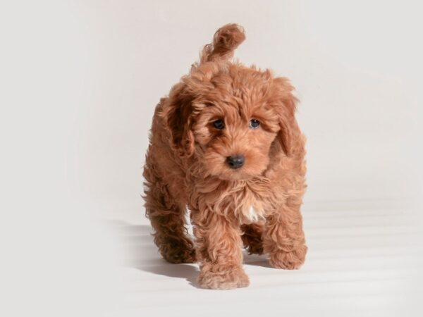 [#20285] Red Female Goldendoodle Mini 2nd Gen Puppies For Sale