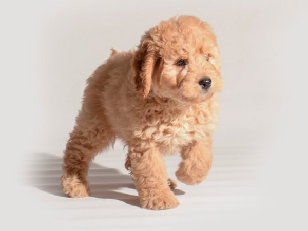 [#20284] Golden Female Goldendoodle Mini Puppies For Sale