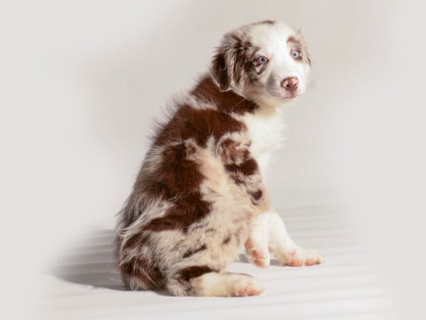 [#20282] Red Merle Male Miniature Australian Shepherd Puppies For Sale