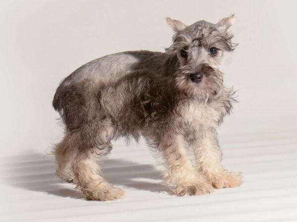 Miniature Schnauzer-Dog-Female-Salt / Pepper-20281-Petland Topeka, Kansas