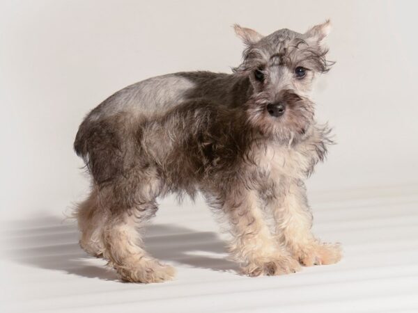 Miniature Schnauzer Dog Female Salt / Pepper 20281 Petland Topeka, Kansas