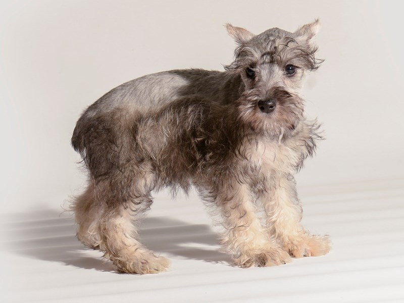 Are Standard Schnauzers Aggressive