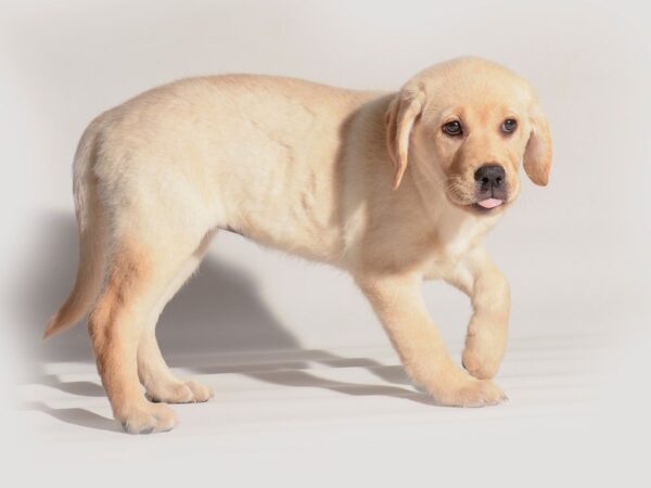 [#20280] Yellow Female Labrador Retriever Puppies For Sale