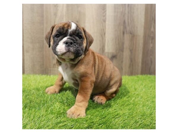 [#20297] Bronze Female Bulldog Puppies For Sale