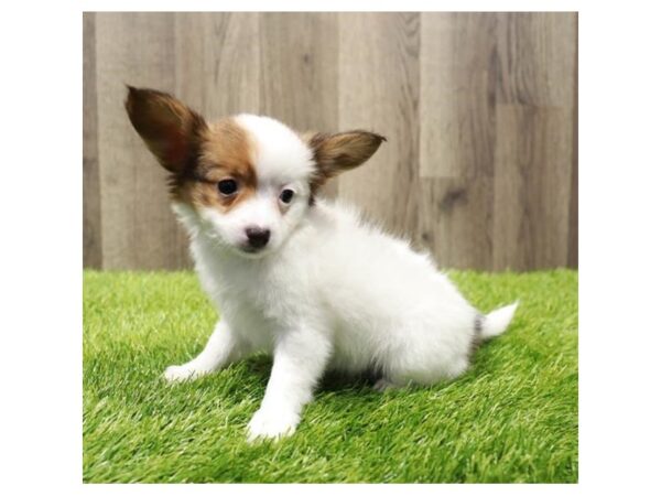 [#20300] Red / White Female Papillon Puppies For Sale