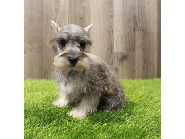 [#20299] Salt / Pepper Female Miniature Schnauzer Puppies For Sale