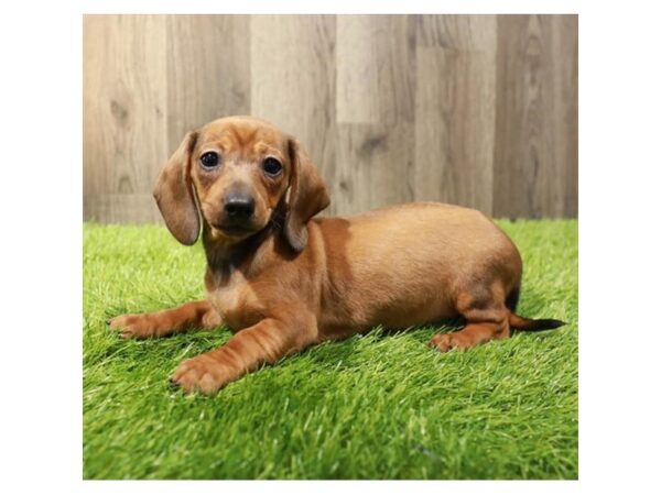 [#20298] Red Female Dachshund Puppies For Sale