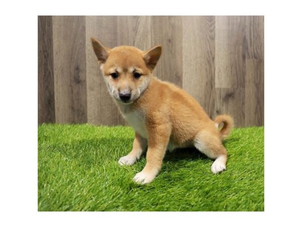 [#20301] Red Female Shiba Inu Puppies For Sale