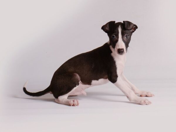 [#20196] Black / White Male Italian Greyhound Puppies For Sale
