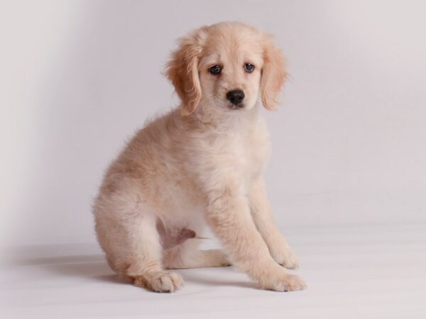 [#20178] Cream Male Cockapoo 2nd gen Puppies For Sale
