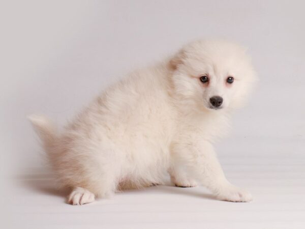 [#20203] White Female American Eskimo Dog Puppies For Sale