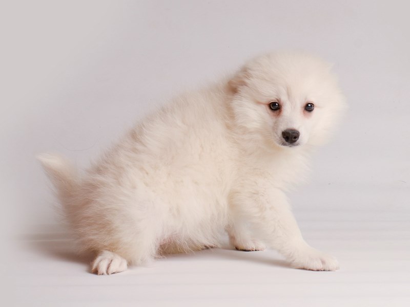 American Eskimo Dog - 20203 Image #1