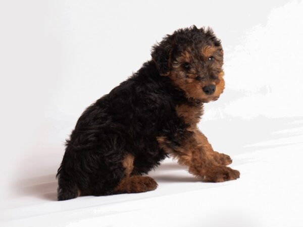[#20224] Black / Tan Male Welsh Terrier Puppies For Sale