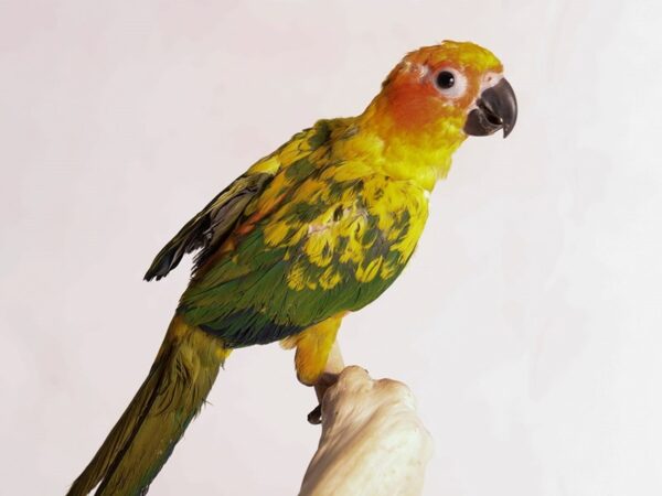 [#20216] Sun Conure Birds For Sale