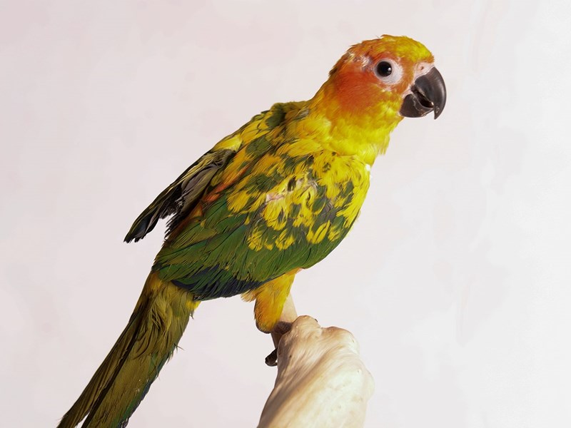 Sun Conure - 20216 Image #1