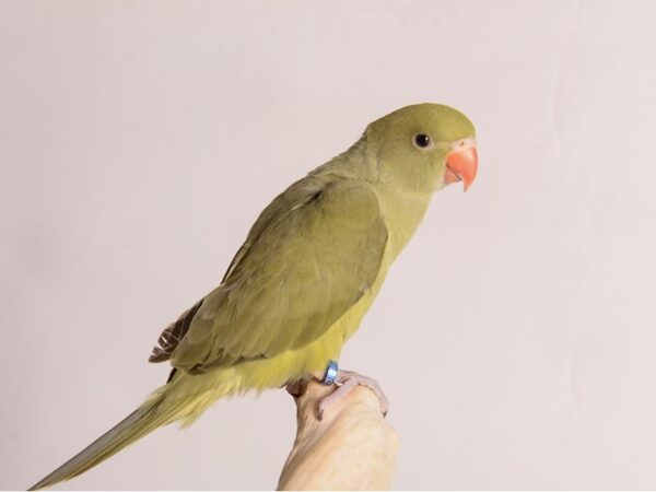 [#20220] Olive Green Indian Ringneck Parakeet Birds For Sale