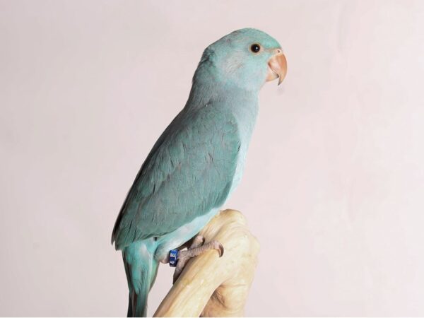 [#20218] Blue Indian Ringneck Parakeet Birds For Sale