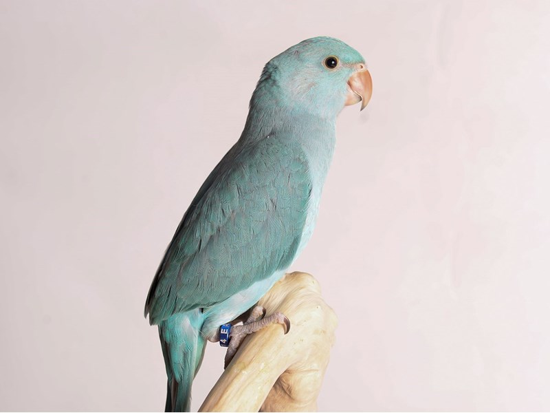 Indian Ringneck Parakeet - 20218 Image #1