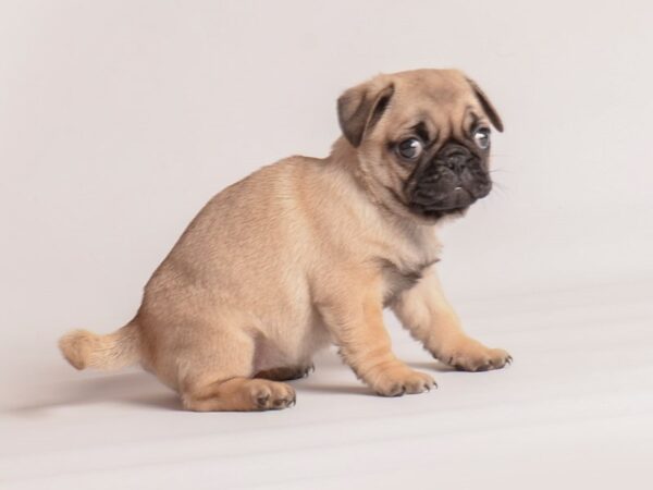 [#20247] Fawn Female Pug Puppies For Sale