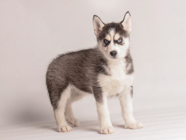 [#20241] Black / White Female Siberian Husky Puppies For Sale