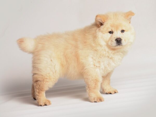 [#20258] Cream Female Chow Chow Puppies For Sale