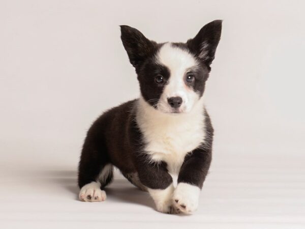[#20276] Black and White Female Cardigan Welsh Corgi Puppies For Sale