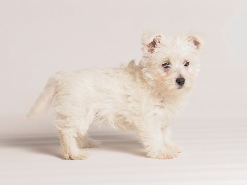 West Highland White Terrier - 20272 Image #1