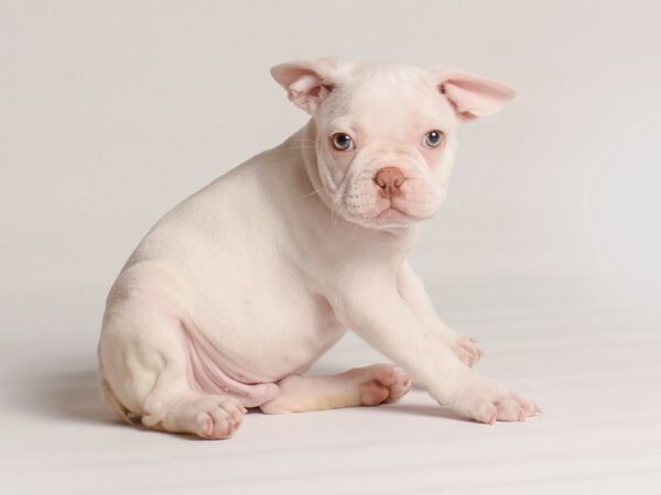 [#20269] Cream Male French Bulldog Puppies For Sale