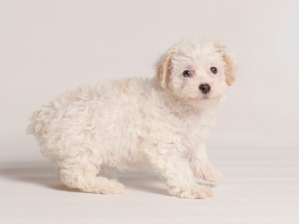 [#20266] Cream Female Poodle Puppies For Sale