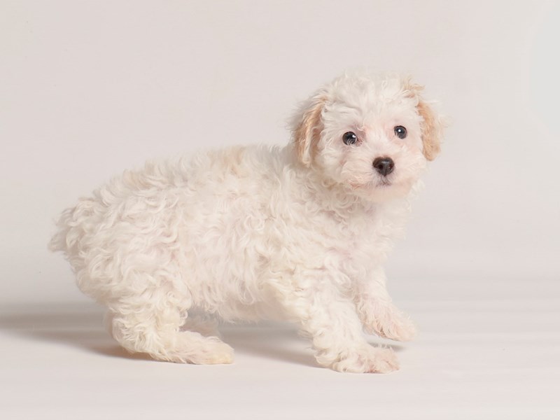 Poodle - 20266 Image #1