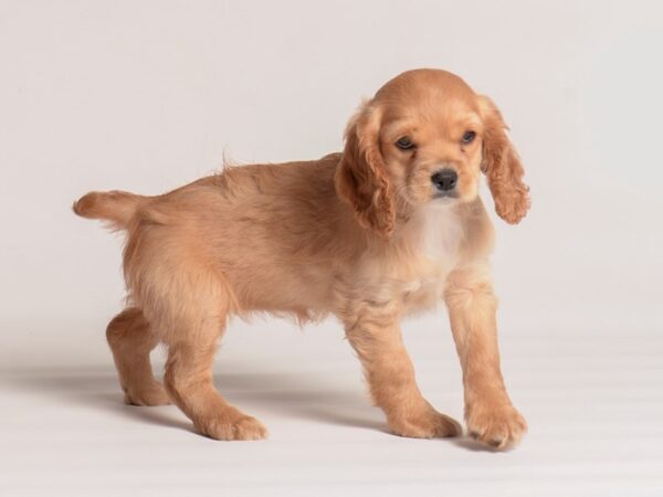 [#20261] Red Female Cocker Spaniel Puppies For Sale