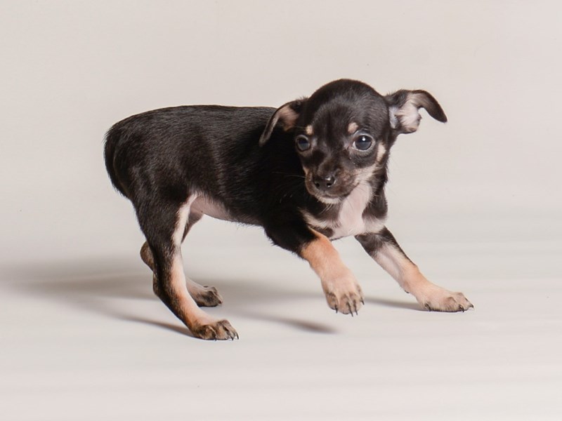 Chihuahua - 20259 Image #1