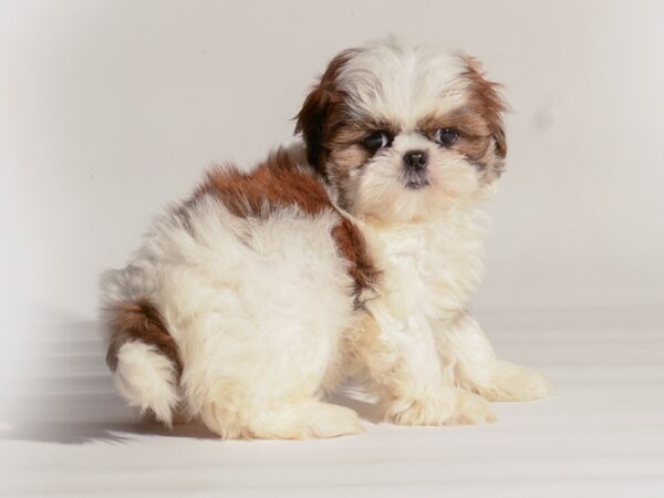 Shih Tzu Dog Female Red / White 20295 Petland Topeka, Kansas