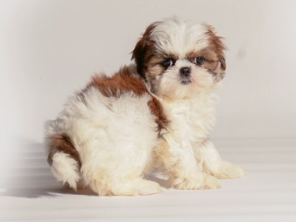 [#20295] Red / White Female Shih Tzu Puppies For Sale