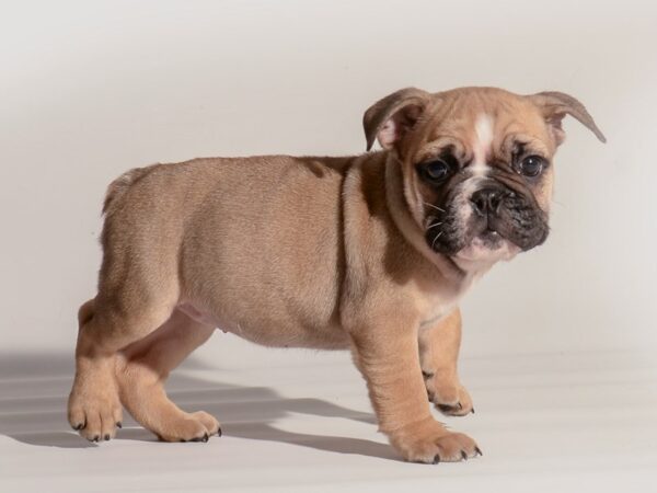 Bulldog Dog Female Fawn 20292 Petland Topeka, Kansas