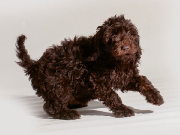 [#20287] Chocolate Female Goldendoodle Puppies For Sale