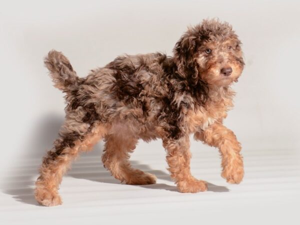 [#20286] Chocolate Merle Female Goldendoodle Puppies For Sale