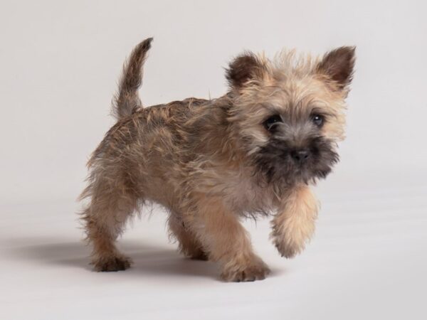 [#20302] Wheaten Male Cairn Terrier Puppies For Sale
