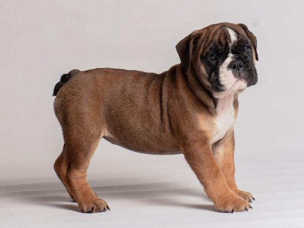 [#20297] Bronze Female Bulldog Puppies For Sale