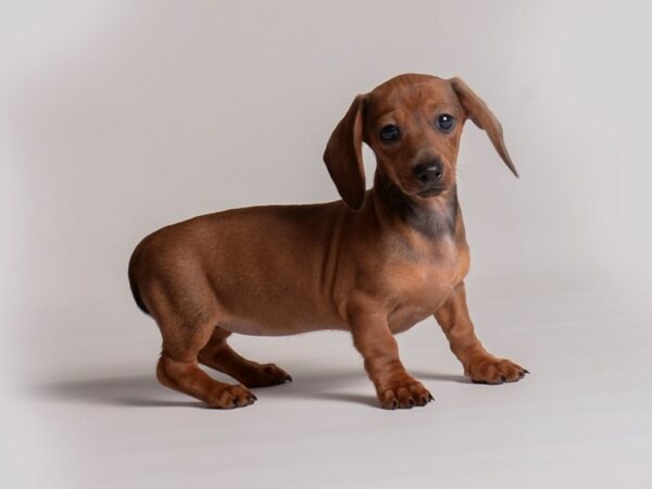 Dachshund-Dog-Female-Red-20298-Petland Topeka, Kansas