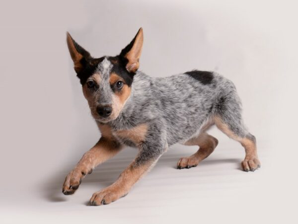 [#20169] Blue Female Australian Cattle Dog Puppies For Sale