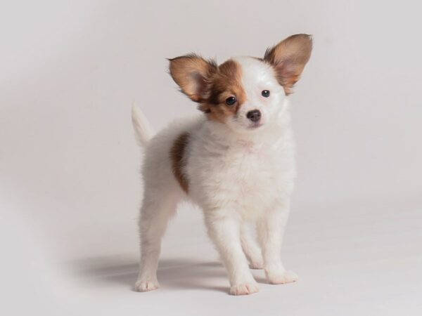 Papillon Dog Female Red / White 20300 Petland Topeka, Kansas