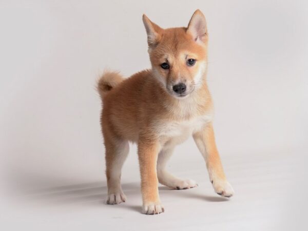 [#20301] Red Female Shiba Inu Puppies For Sale