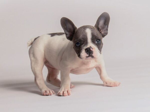 French Bulldog Dog Female Blue and White 20303 Petland Topeka, Kansas